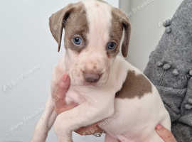BULL WHIPPETS 6 WEEKS
