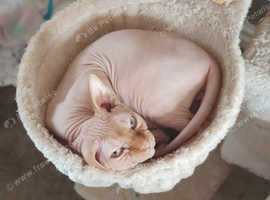 Sphynx male