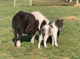 2 colt foals available at weaning