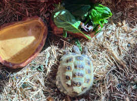 Horsefield Tortoise