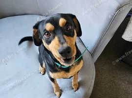 Rehoming small dog