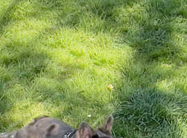 Adorable ,Fluffy, French bulldog Boy - Kc registered