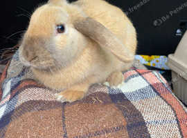 Male bunny
