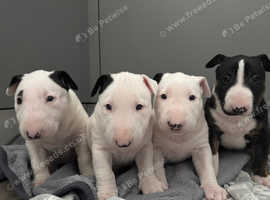 champion bloodline English bull terrier puppies