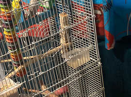 3 budgies 2 male and female + cage