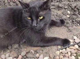 Male Black Cat