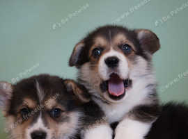 Welsh Corgi (Pembroke)