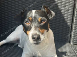 Jack Russell Girl