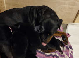 North east hot sale rottweiler rescue