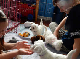 4 westie puppies