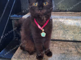 Ragdoll x kitten 8mth old