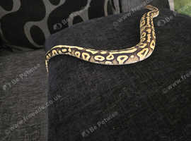 6 month old pastel mojave yellowbelly female