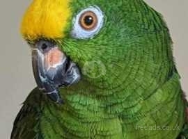 Amazon parrot needs understanding owner