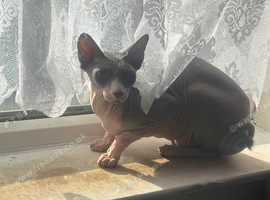1.5 year old male Sphinx cat