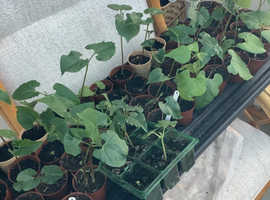 Runner beans