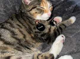 10 month tabby kitten lost