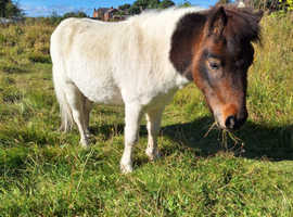 Pedigree shetland gelding broken