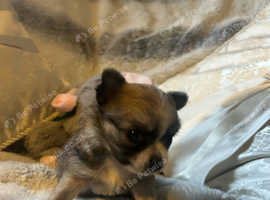 Chihuahua puppie 3 girls 1 boy
