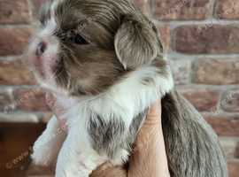 KC IMPERIAL SHIH TZU