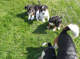 Jack Russell Puppies