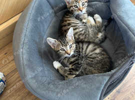 Mixed Maine Coon kittens - Ready now