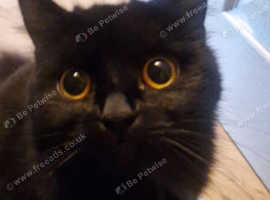 British shorthair for sale