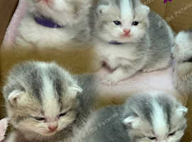 British shorthair bicolour kittens TICA