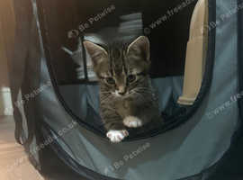 2 kittens
