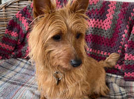 Gorgeous Australian Terrier Pups