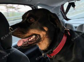 Female Rottweiler 3y
