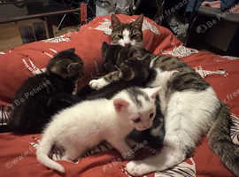 Turkish angoras x Bengals kitten for sale