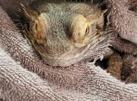 Bearded Dragon and Full Set Up