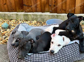 Ready to go, gorgeous Italian Puppies for sale.