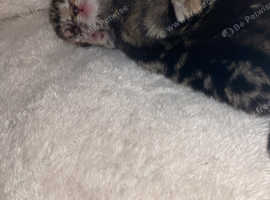 Kittens