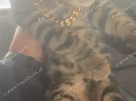 SOLD!!!! Beautiful bengal for sale