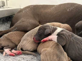 KC Reg Italian Greyhounds 5 Star Council Licensed Breeder