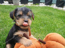 Puppy's Yorkshire terrier. Ready to go on 15th May