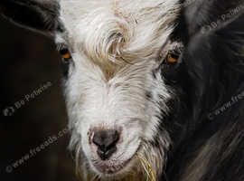 Breeding trio of pigmy goats
