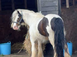 Tommy- lead rein/ first ridden