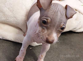 American hairless terrier puppies
