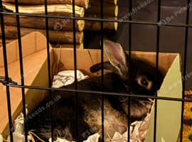 I TAKE IN RABBITS