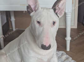 KC reg English Bull Terrier