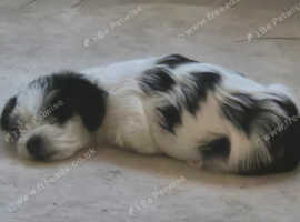 Morkie puppies