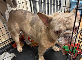 Rescue french bulldogs for hot sale sale