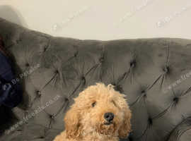 Labradoodle