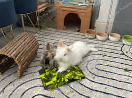 Pair of rabbits (lionhead and dwarf lop)