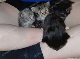 3 babies looking for a new home