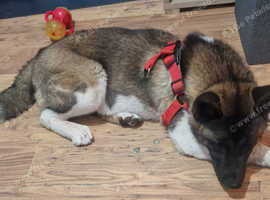 Big fluffy adorable boy Akita