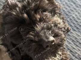 1year old cockapoo Poppy