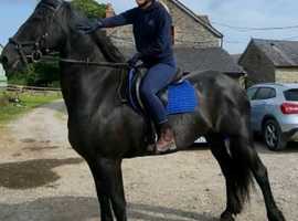 KFPS Friesian Mare 16'1 Confidence giver